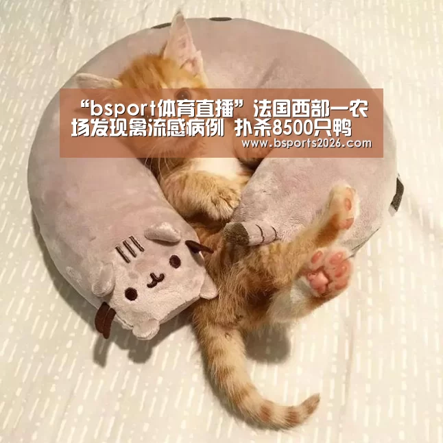 bsport体育官网