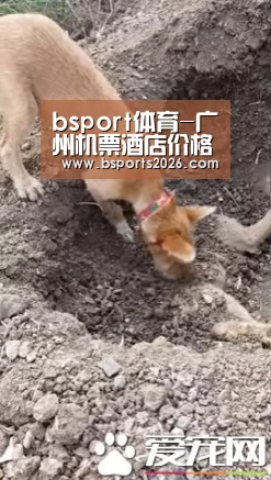 bsport体育-广州机票酒店价格“水涨船高” 旅行社难做亚运团(图2) bsport体育